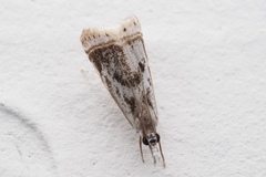 Microcrambus elegans