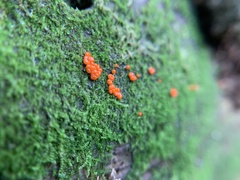 Hemitrichia decipiens