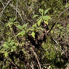 Acrisione denticulata