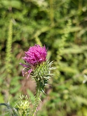 Carduus acanthoides