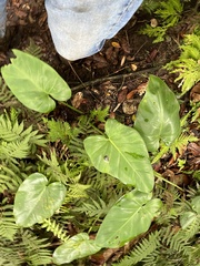 Philodendron hederaceum