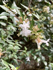 Abelia