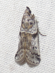 Laetilia dilatifasciella