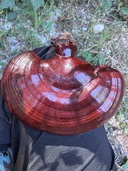 Ganoderma