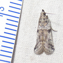 Laetilia dilatifasciella