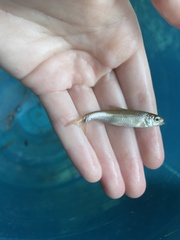 Luxilus chrysocephalus