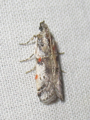 Laetilia dilatifasciella