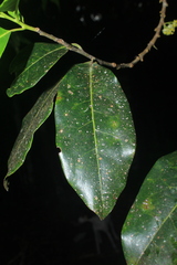 Pera arborea