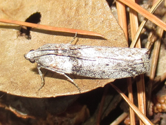 Sciota inconditella