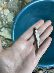 Luxilus chrysocephalus