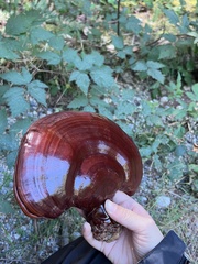 Ganoderma