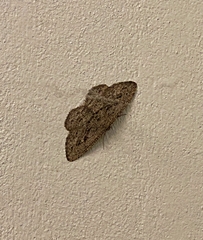Zermizinga sinuata