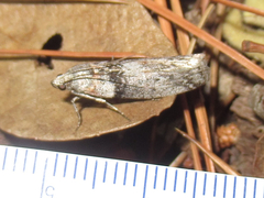 Sciota inconditella