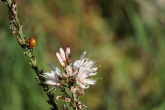 Asphodelus