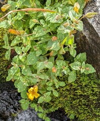 Erythranthe tilingii