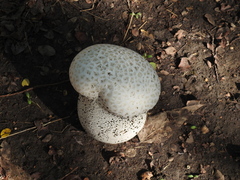 Calvatia craniiformis