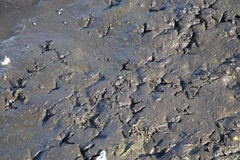 Charadrius vociferus