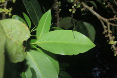 Pera arborea