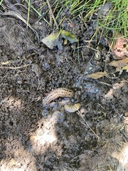 Limax maximus