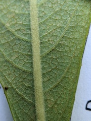 Salix atrocinerea