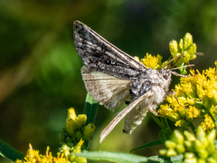 Syngrapha octoscripta