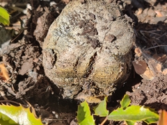 Pisolithus arhizus