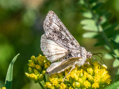 Syngrapha octoscripta