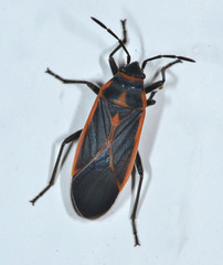 Melacoryphus circumlitus