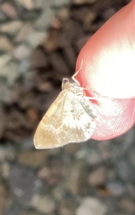 Epirrhoe alternata