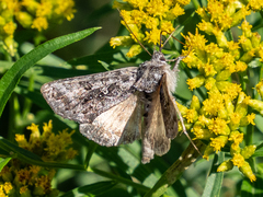 Syngrapha octoscripta