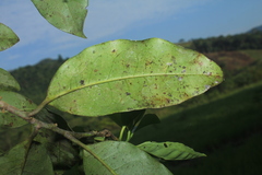 Pera arborea