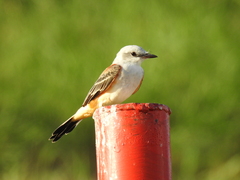 Tyrannus forficatus