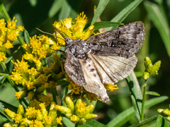 Syngrapha octoscripta