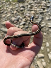 Thamnophis radix
