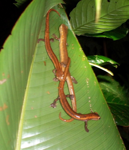 Bolitoglossa mombachoensis