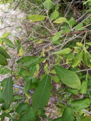 Salix atrocinerea