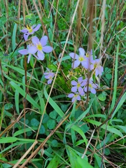 Sabatia angularis