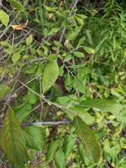 Salix atrocinerea
