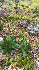 Chimaphila umbellata