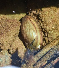 Utterbackia imbecillis