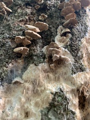 Radulomyces