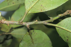 Pera arborea