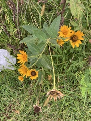 Heliopsis