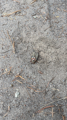 Polyphylla decemlineata