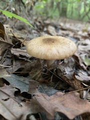 Armillaria