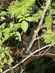 Lithobates clamitans