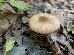 Armillaria