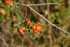 Rosa californica