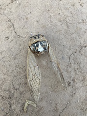 Megatibicen dealbatus