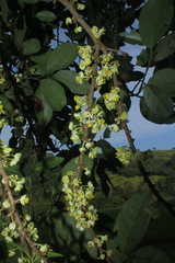 Pera arborea